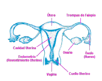 sp-uterus