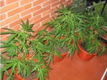 Plantas de marihuana