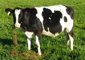 Vaca-Daisy-geneticamente-modificada-300x210 (1)