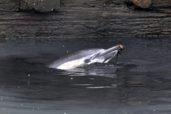 delfin muerto