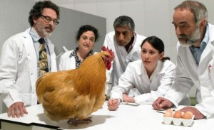 gallina cientificos