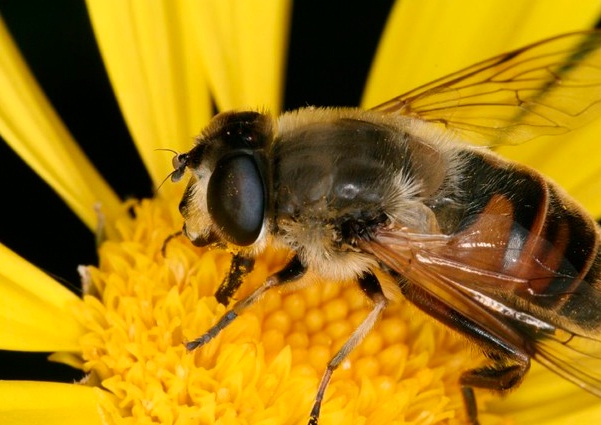 Abeja