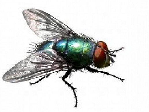 Mosca