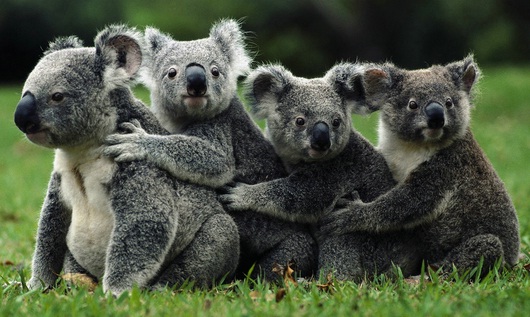 koalas