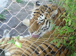 zoo-lisbonne-tigre