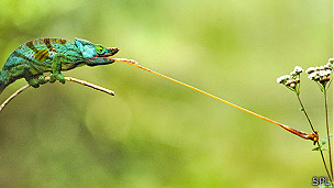 camaleon de Madagascar